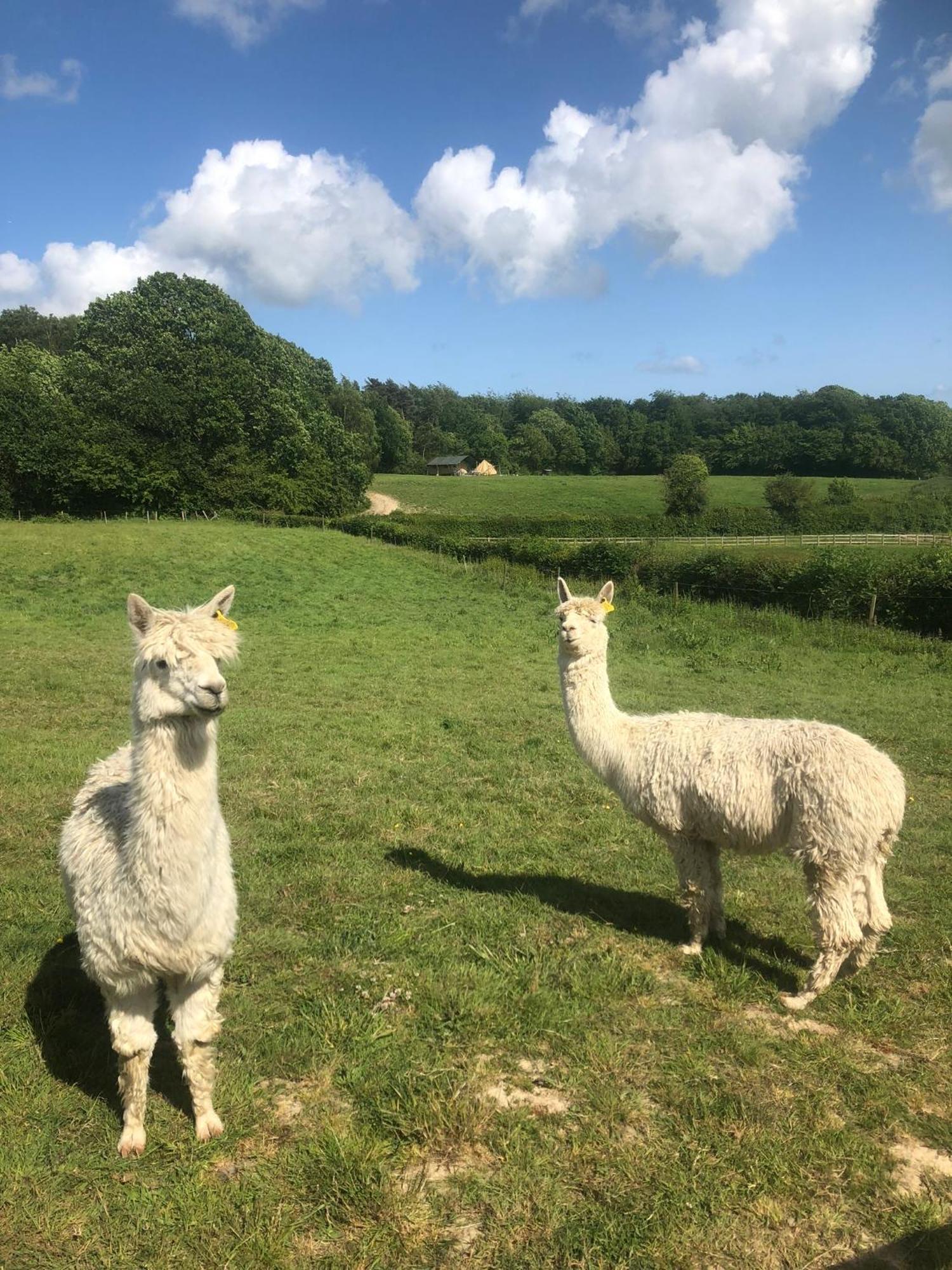 Swallows Oast Glamping Sedlescombe Eksteriør billede